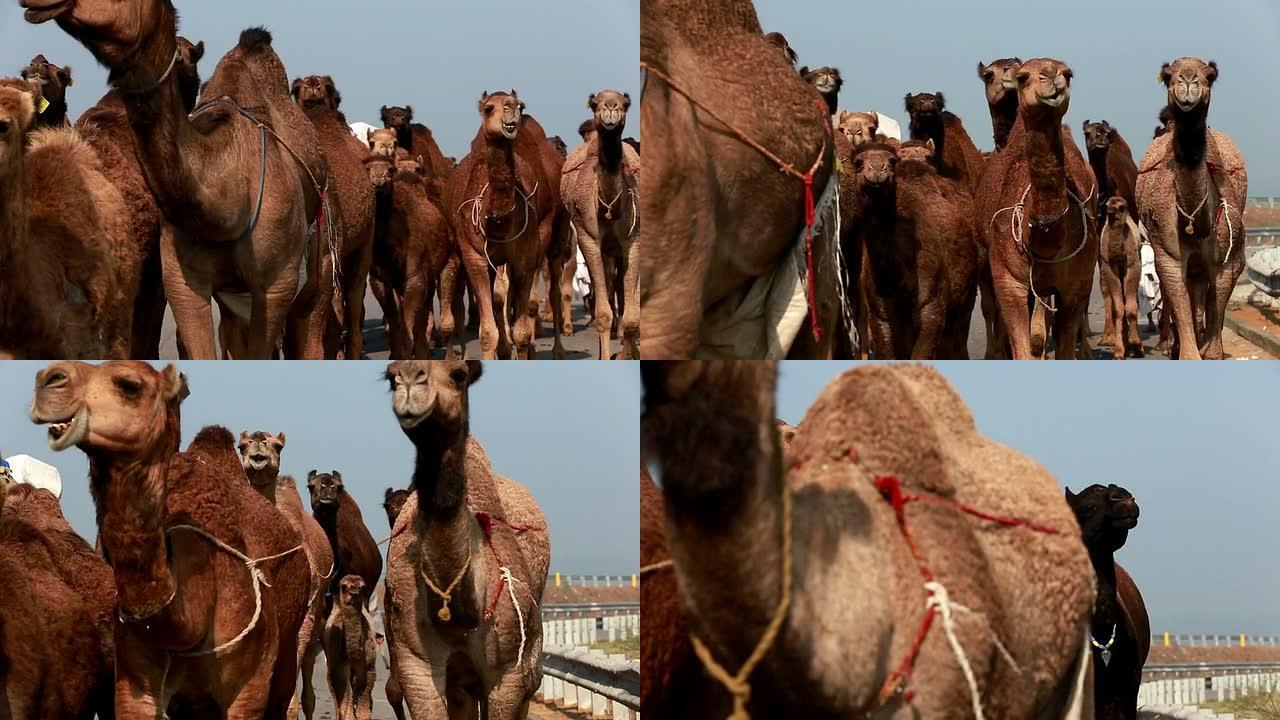 骆驼在路上行走沙漠驼队耐寒动物单峰驼