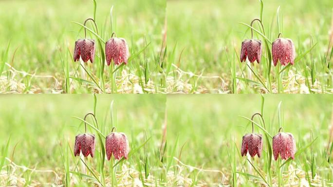 Snake's Head Flower (贝母)