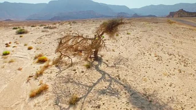 生长在沙漠中的矮树。空中射击