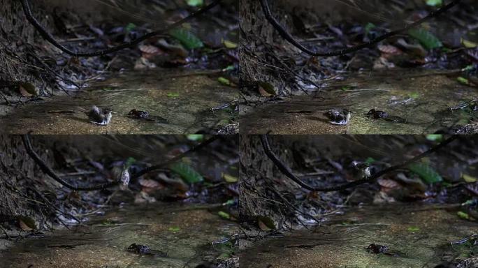 森林中的水滴在溪流中沐浴的鸟