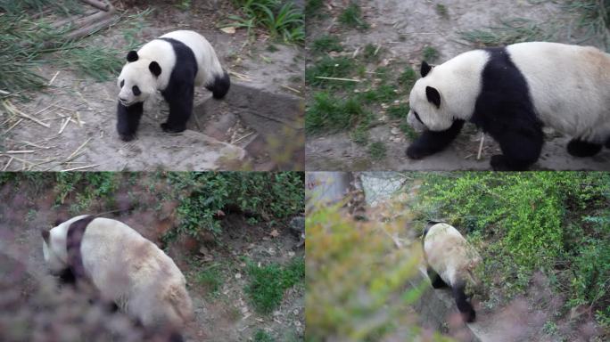 4K大熊猫中景走路