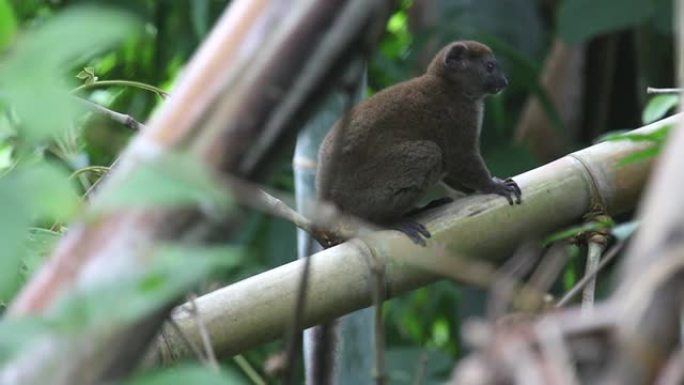 高清视频野生灰竹狐猴栖息在马达加斯加树枝上