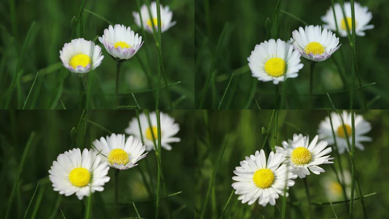 雏菊绽放雏菊绽放花开花盛开