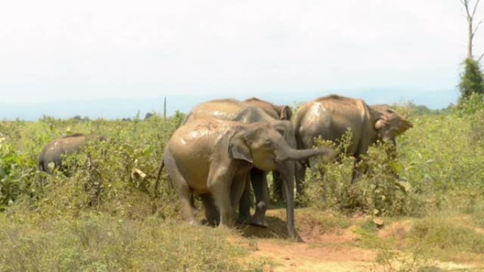 泥坑里的大象家族