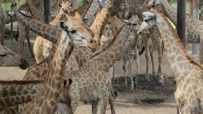 长颈鹿餐桌动物园野生动物保护生物