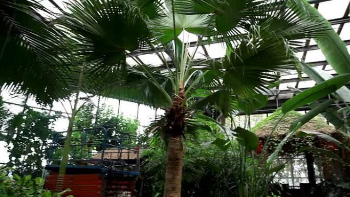 温室里的棕榈树