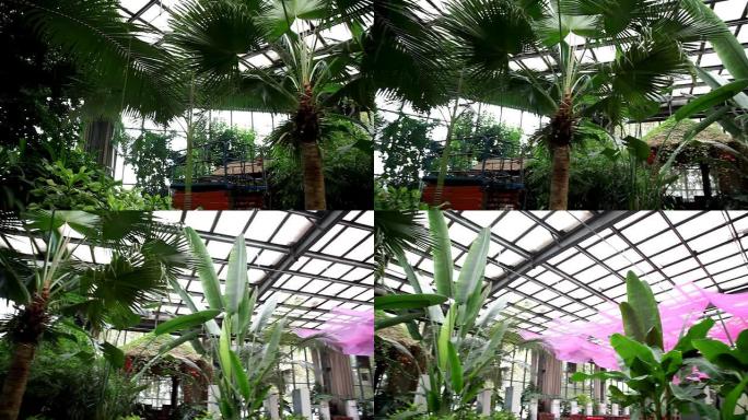 温室里的棕榈树