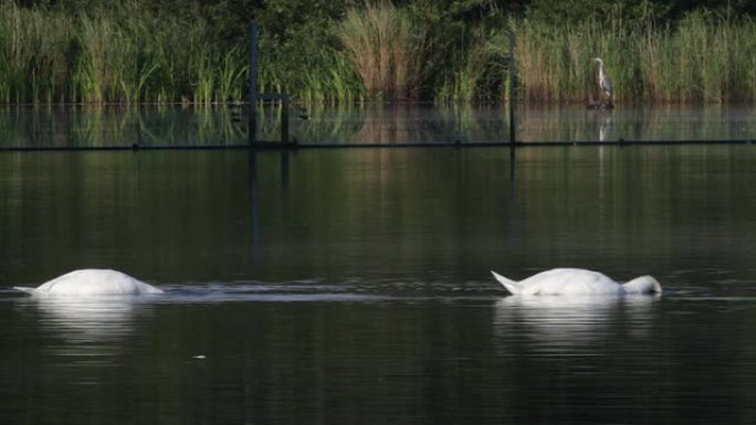 高清视频两只白天鹅在黑暗的水域觅食