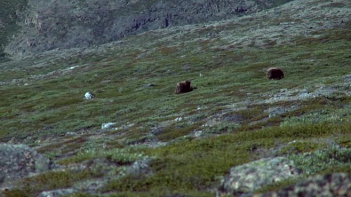 两只麝牛在格陵兰岛吃草