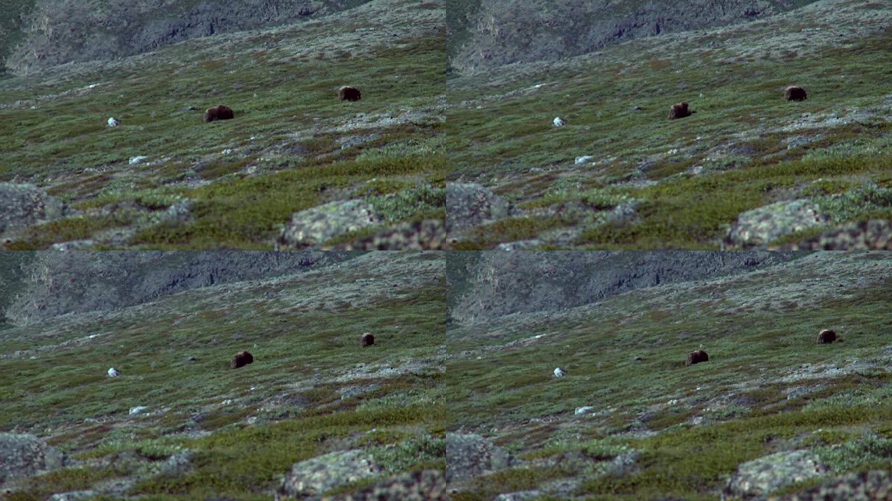 两只麝牛在格陵兰岛吃草