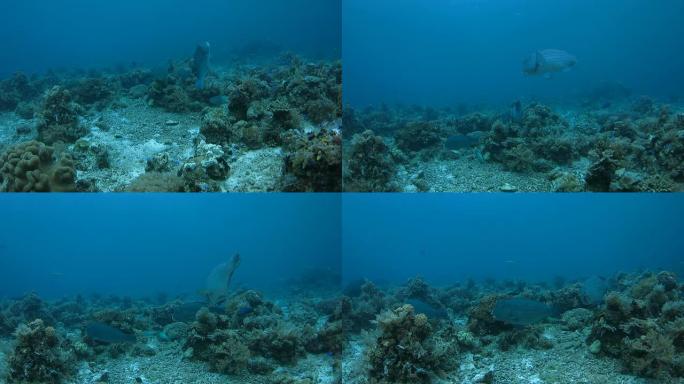 一群在礁石上嬉戏的汉弗莱德鹦嘴鱼