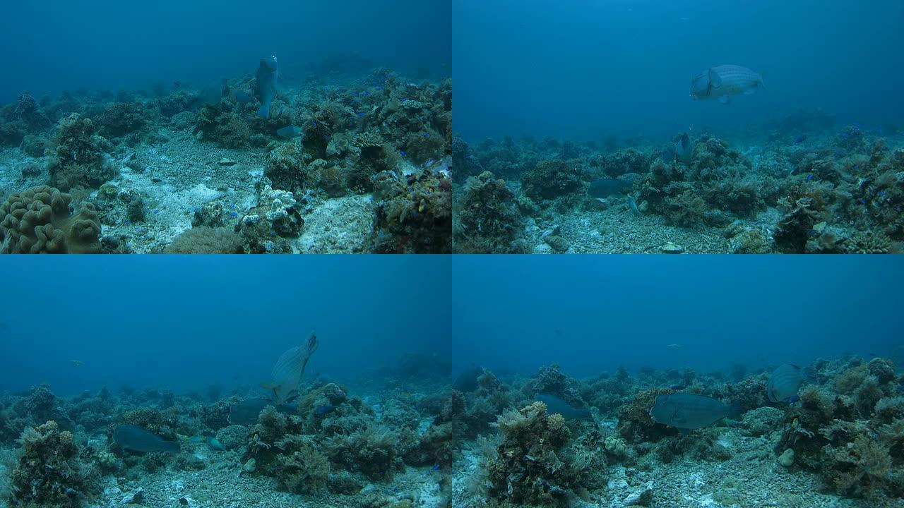 一群在礁石上嬉戏的汉弗莱德鹦嘴鱼