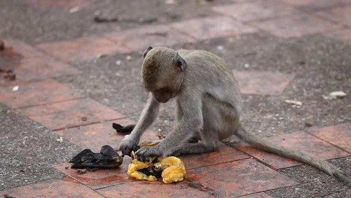 吃猴子乞讨食物动物世界小猴子