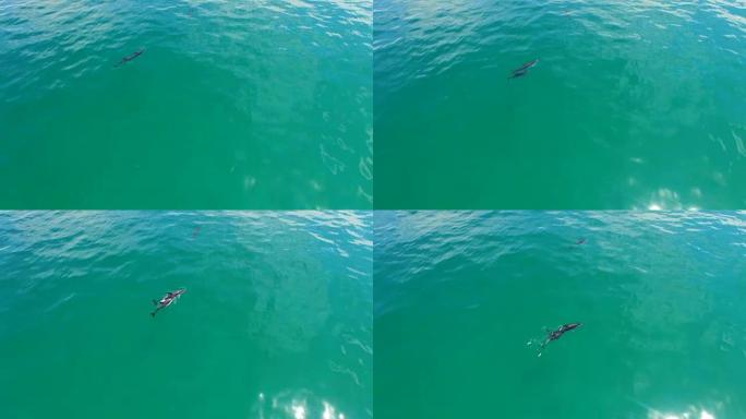 优雅地滑过大海海洋海豚