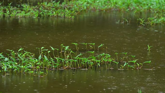 水牵牛花