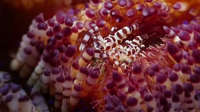 科尔曼虾仅生活在印度尼西亚的火胆上 (4K)