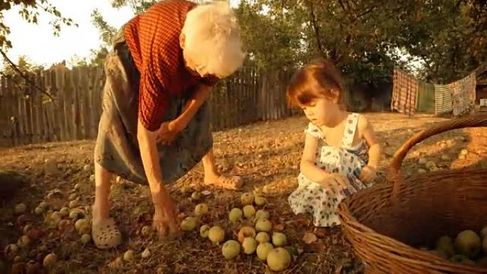 一个小女孩帮助她的祖母，同时收集倒下的苹果。真人，农村场景，。镜头光斑，不寻常的角度，GoPro。