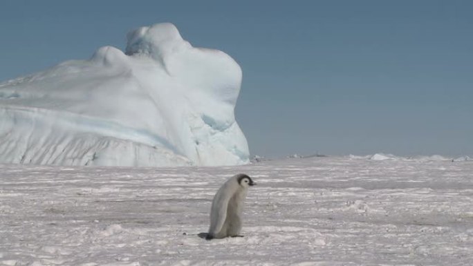企鹅小鸡散步企鹅散步南极野生动物