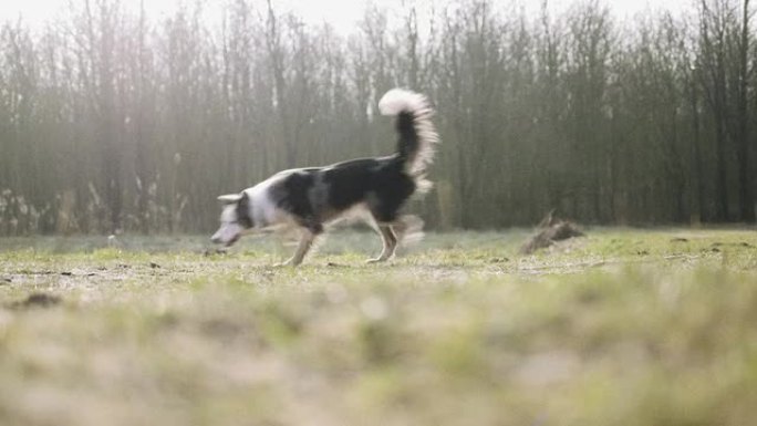 狗在公园里跑步闻地面嗅觉灵敏摇着尾巴