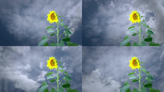背景为云朵的向日葵