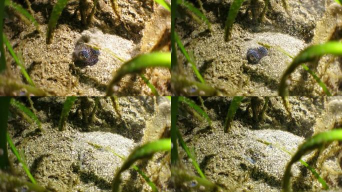 菲律宾阿尼劳，可爱的鱿鱼藏在沙子里