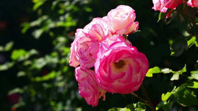 花园玫瑰特写