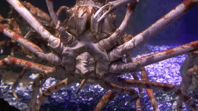 巨型日本蜘蛛蟹
