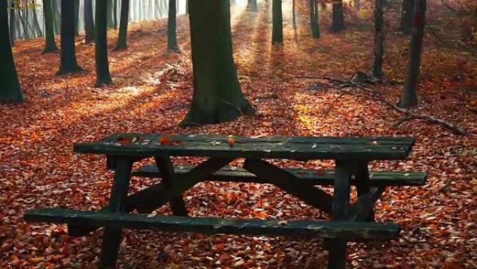 秋季森林中的公园长椅