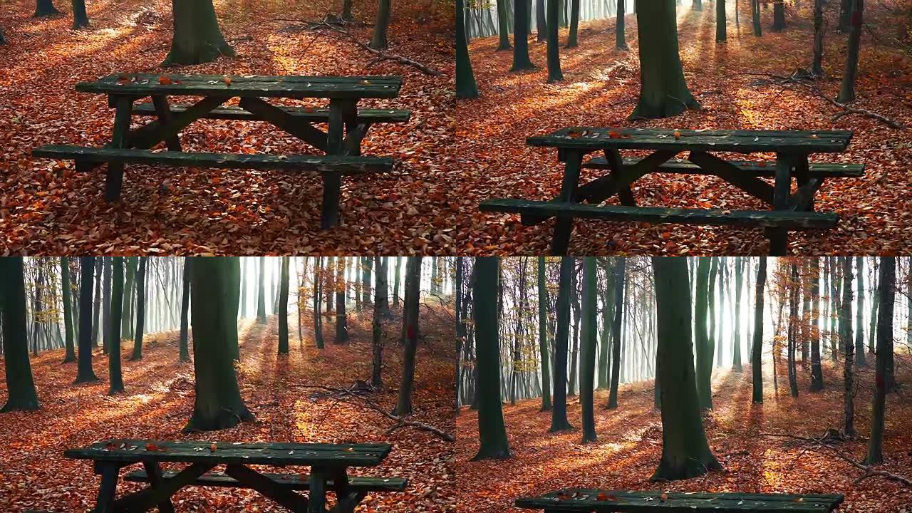 秋季森林中的公园长椅