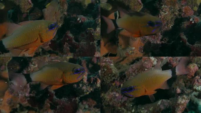 环尾cardinalfish在嘴里携带卵块 (4K)