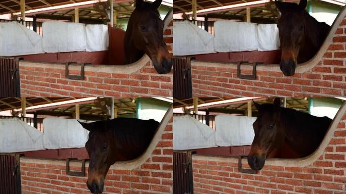 慢动作马说是的一匹马特写实拍素材