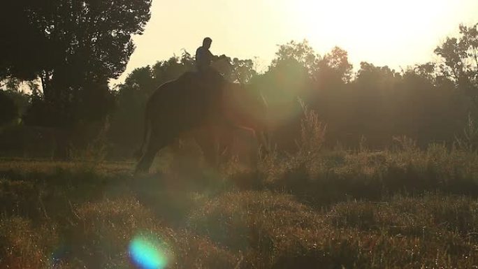 亚洲象（Elephas maximus）