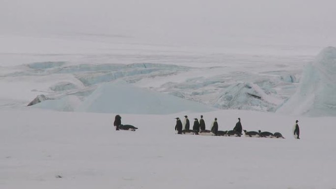 南极企鹅群景观南极企鹅南极