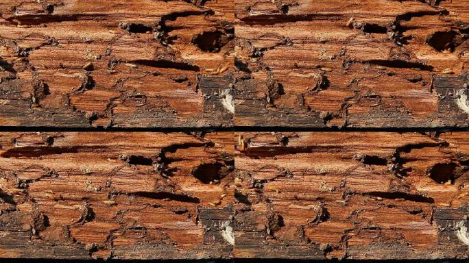 白蚁在木头上行走蚂蚁搬家一群蚂蚁特写实拍