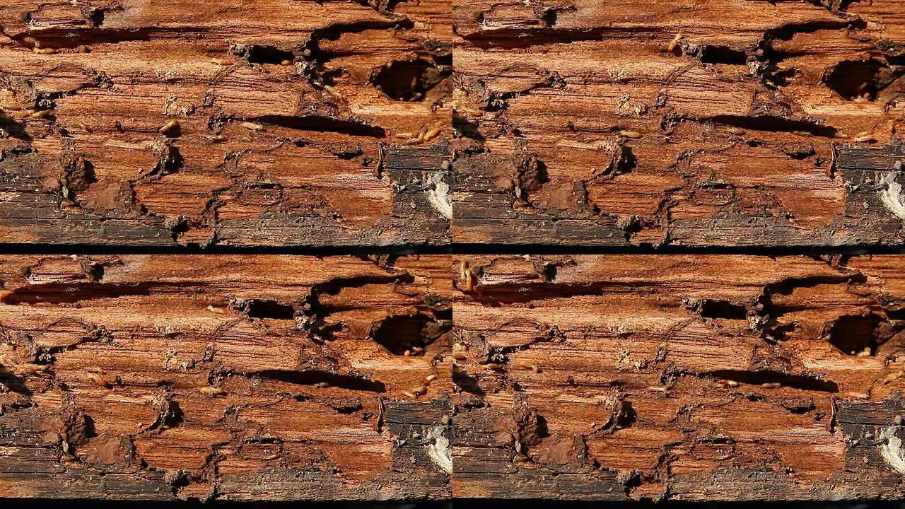 白蚁在木头上行走蚂蚁搬家一群蚂蚁特写实拍