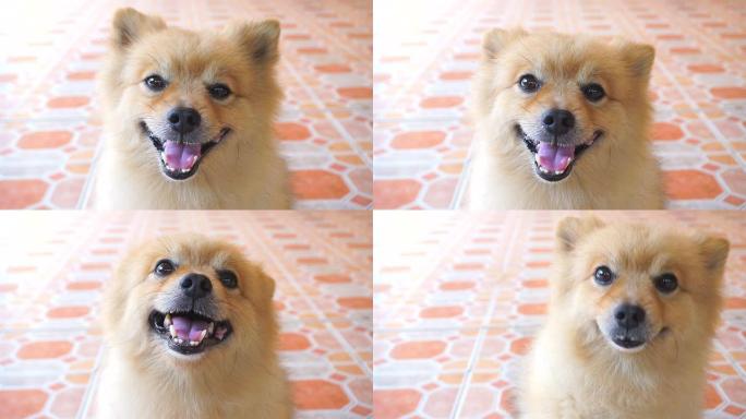 笑脸波美拉尼亚犬美拉尼亚犬狗特写实拍