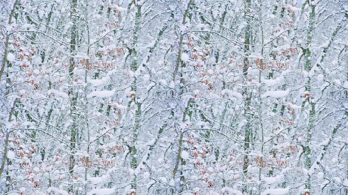 森林公园里的雪