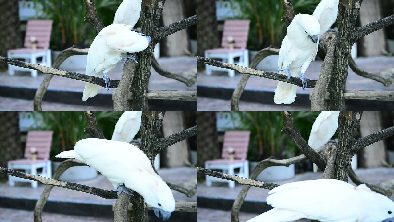动物园里的白鹦鹉白葵葵花凤头鹦鹉站在树枝