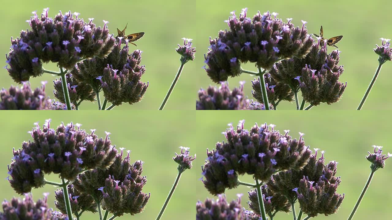 紫色花朵和飞蛾盛开复苏春暖花开蜜蜂齐放