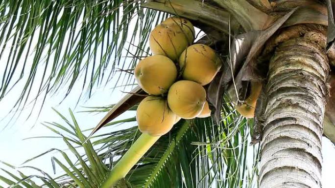 树上的椰子树上的椰子