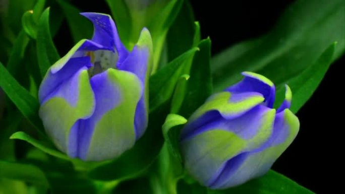 蓝色钟形花朵绽放呼吸一张一合含苞待放