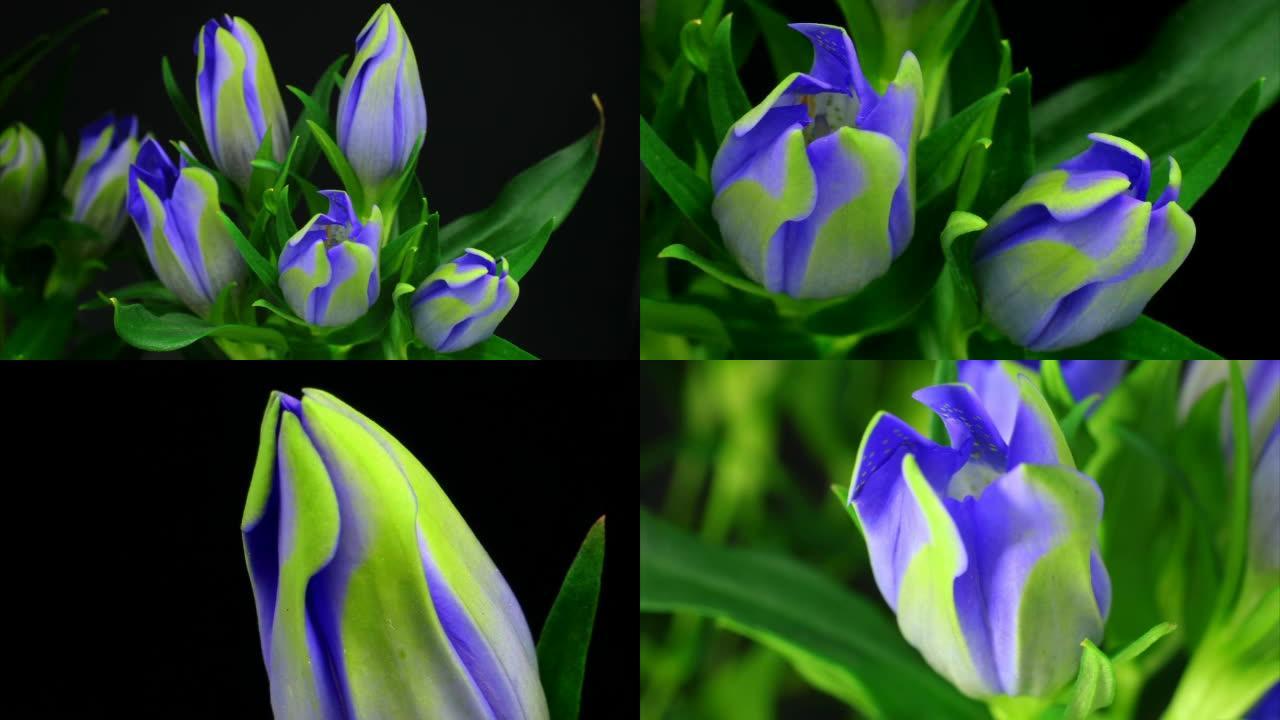 蓝色钟形花朵绽放呼吸一张一合含苞待放