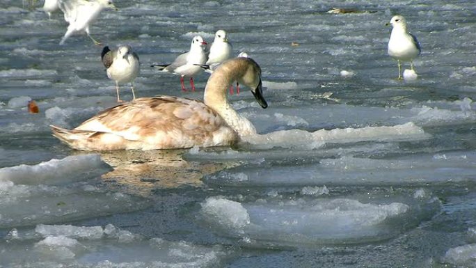 美丽的天鹅冬天冰湖天鹅海鸥公园大雁