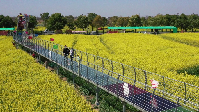 消泗油菜花海