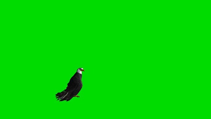 逃离鹰绿色屏幕 (可循环)