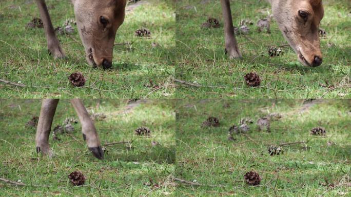 特写鹿啃草动物园野生小鹿茸保护生物多样性