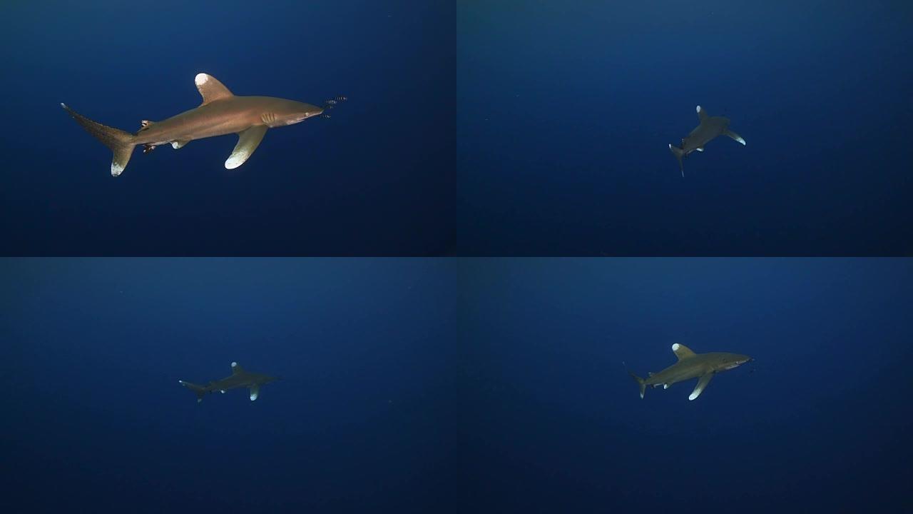 海洋白鳍鲨海洋海底世界海洋白鳍鲨
