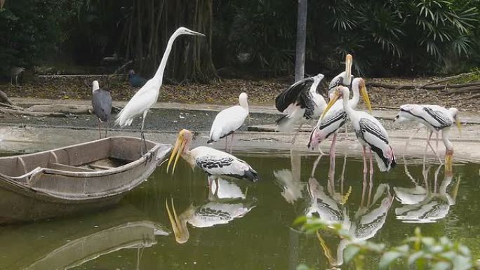 沼泽地上的鸟水鸟素材禽类飞禽栖息地