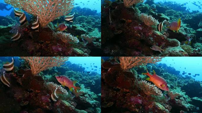隐藏在鹿角珊瑚下的红色石斑鱼和三角旗鱼