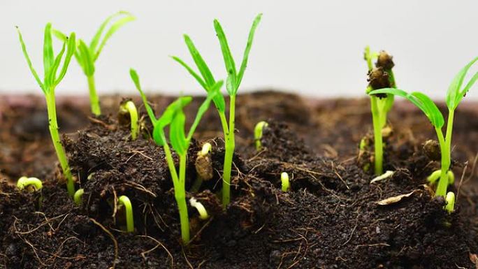 延时生长的绿豆万物生长生根发芽草绿豆芽